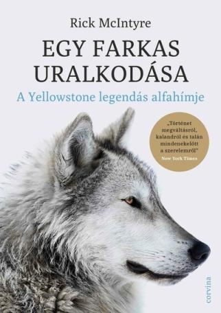 Egy farkas uralkodása - A Yellowstone legendás alfa-hímje